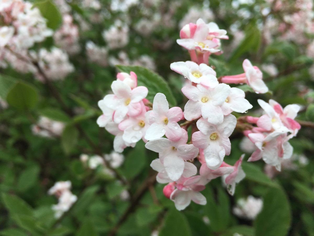 You don’t have to social distance from your garden while
coronavirus has us cooped up — get outside and dig in 1