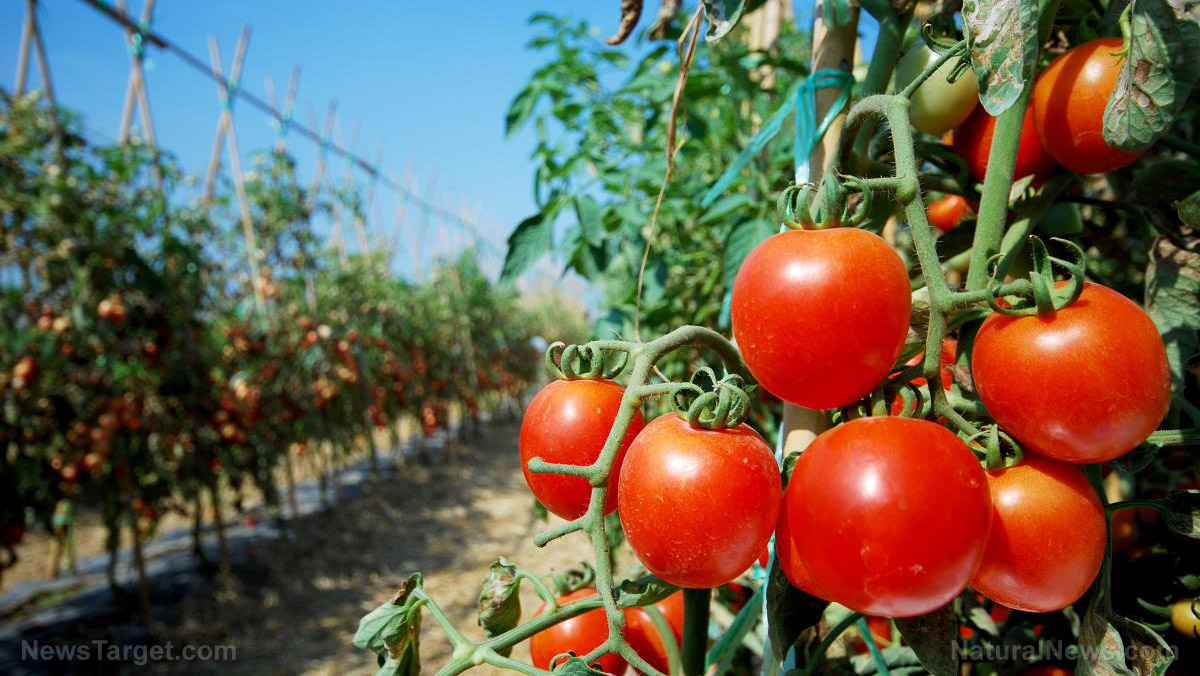 Florida farmers left with mountains of unsold food as coronavirus scrambles supply chain 1
