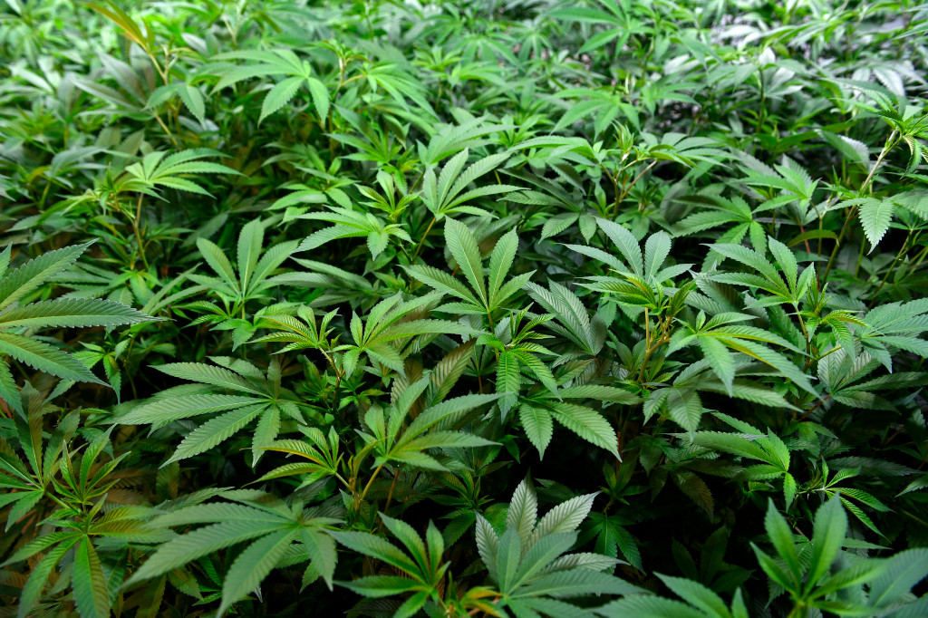Colorado’s marijuana businesses should be eligible for federal coronavirus aid, Polis tells Congress 1