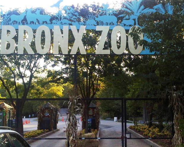 Tiger at New York zoo tests positive for coronavirus 1