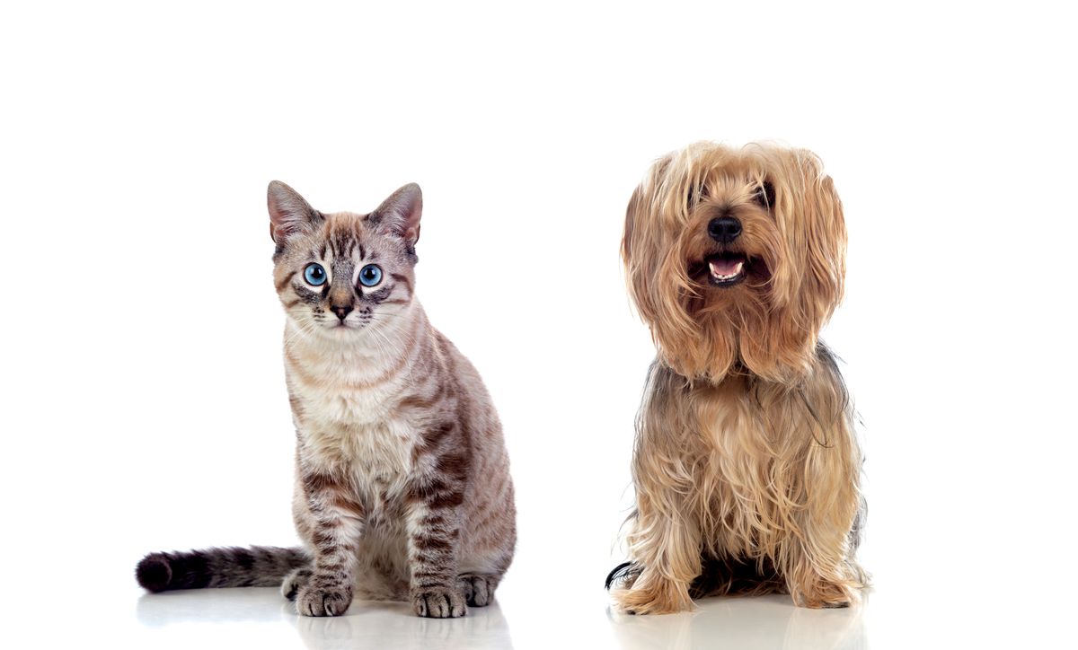 Pets are at low risk of coronavirus, but here’s why they should be social distancing, too, according to experts 1
