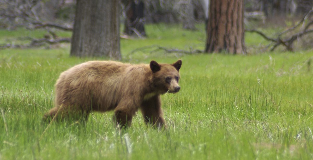 Bears are ‘having a party’ without humans around at Yosemite
National Park due to coronavirus 1