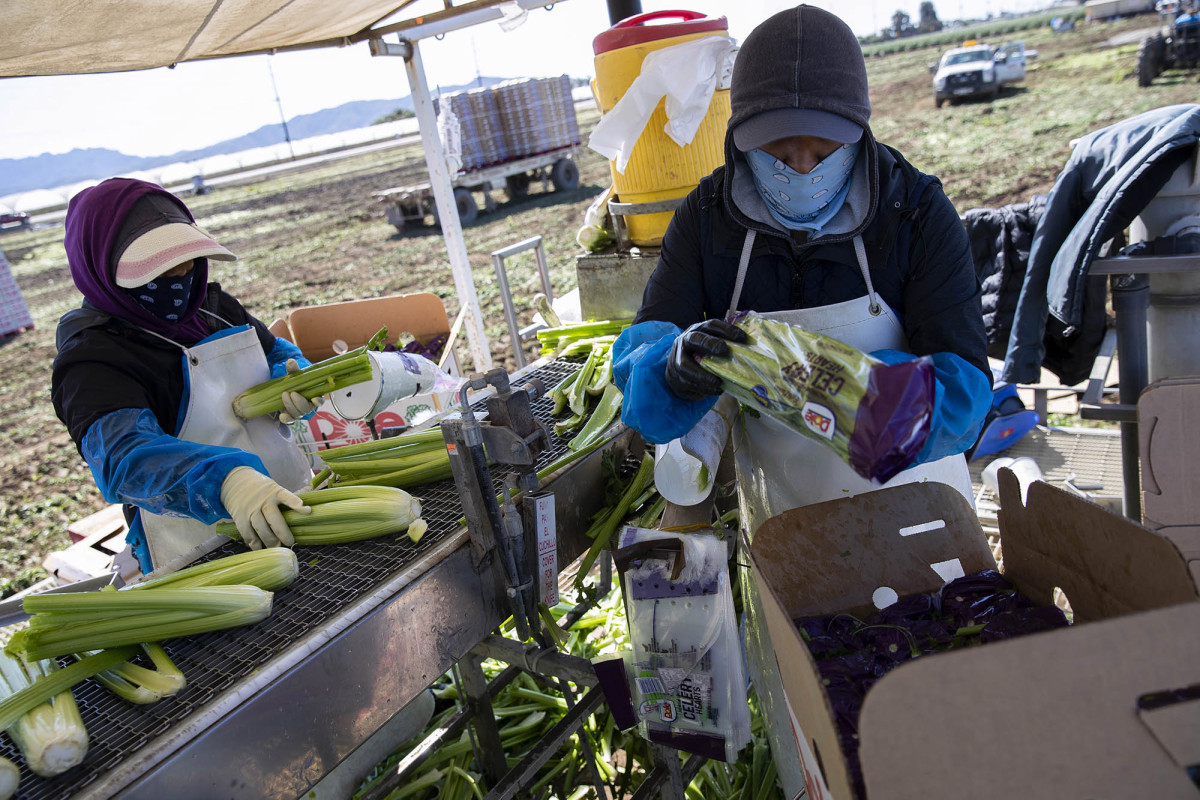 Trump must nix Big Agriculture’s bid to use coronavirus to
slash farm wages 1