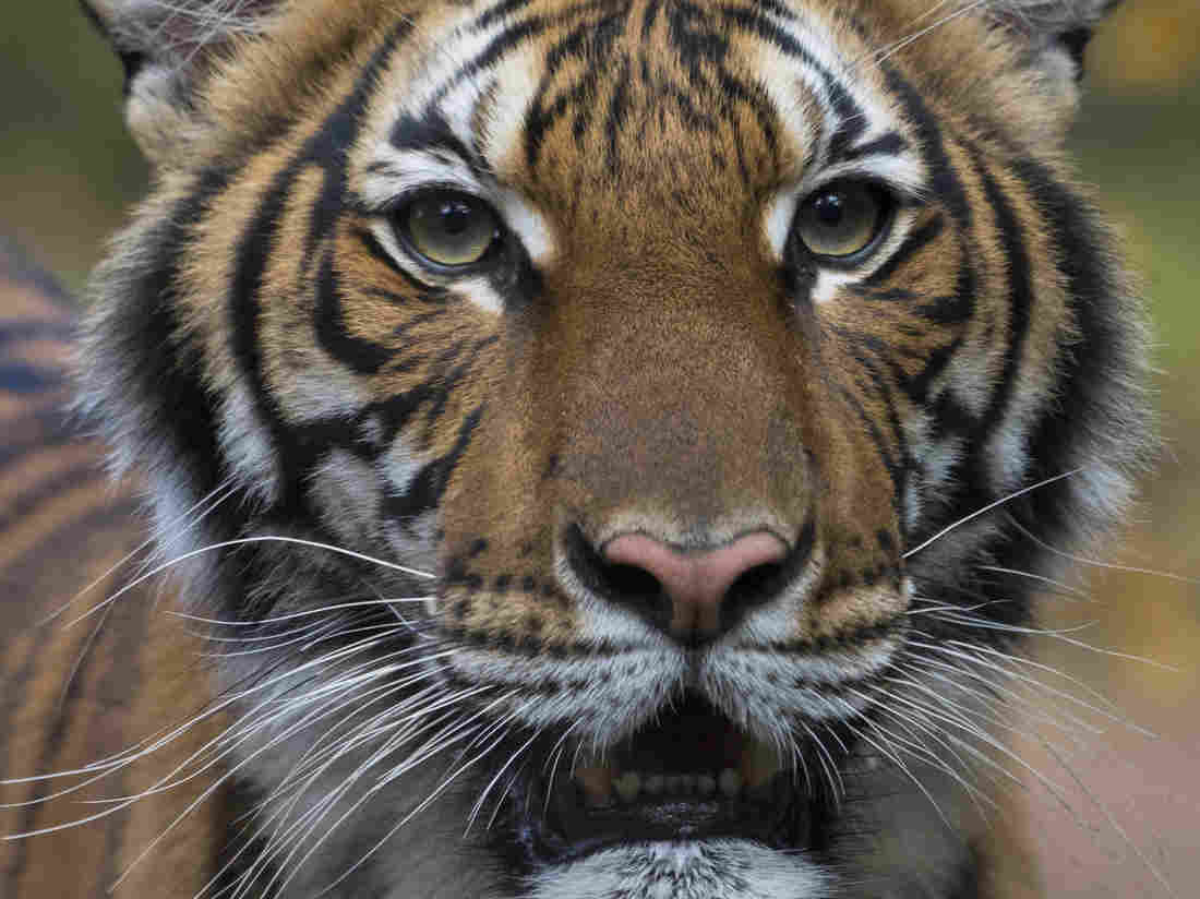 A Tiger Has Coronavirus. Should You Worry About Your Pets? 1