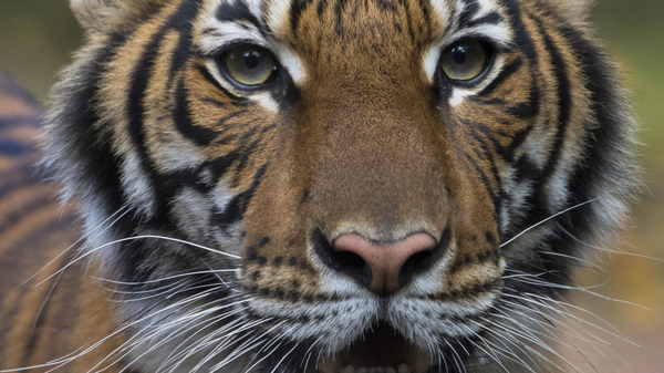 A Tiger Has Coronavirus. Should You Worry About Your Pets? 1