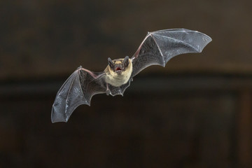 More Possible Excuses For Tyranny: 6 New Coronaviruses Found In Bats 1