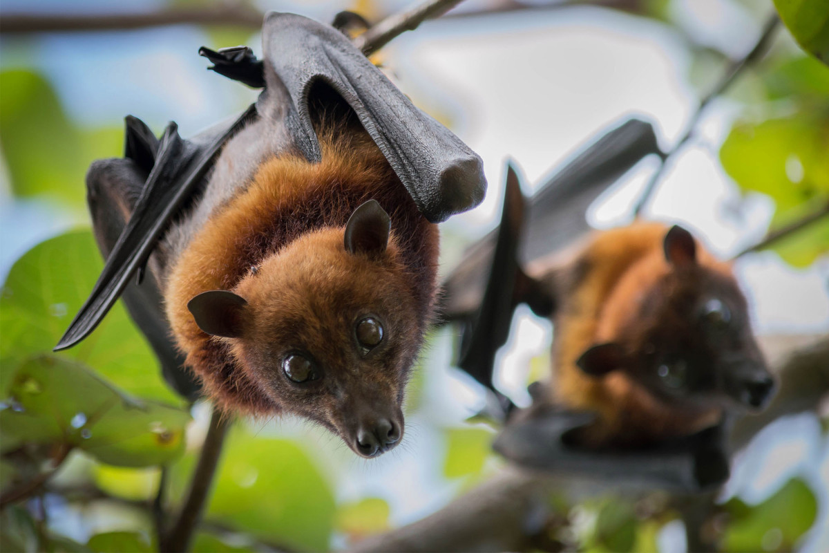 Researchers find 6 new coronaviruses in bats 1