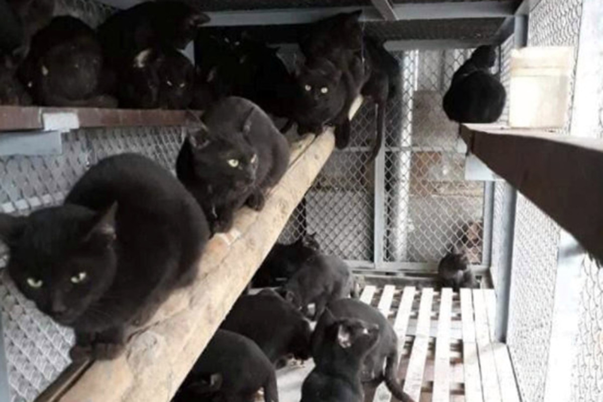Black cats turned into paste, sold as coronavirus remedy in
Vietnam 1