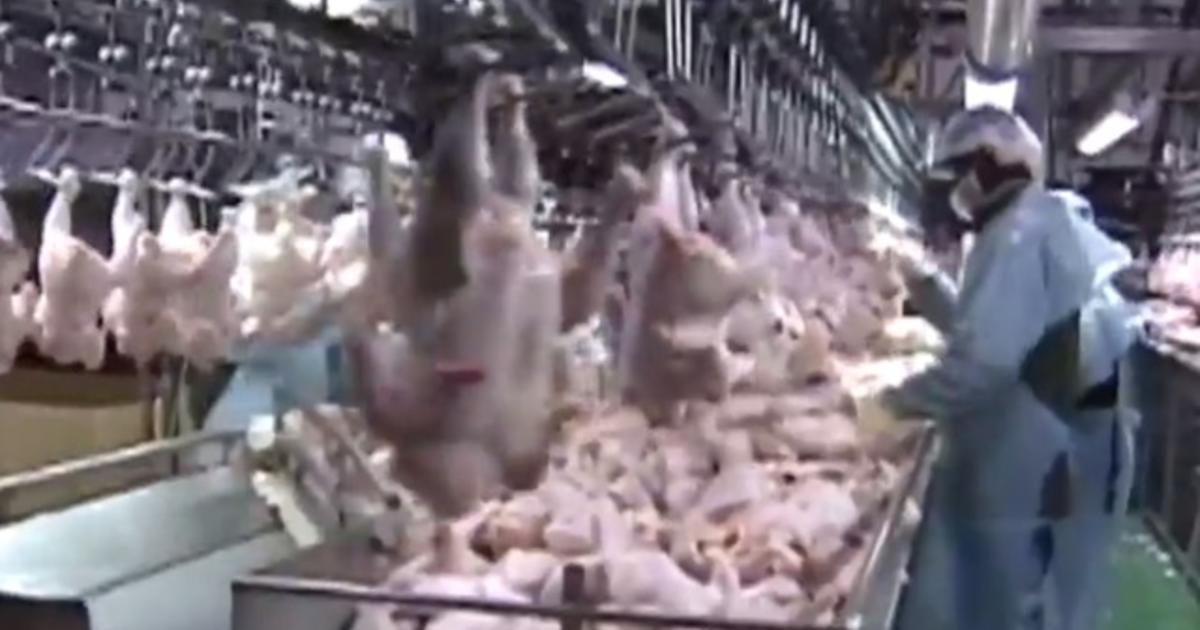 Coronavirus cases spike at poultry processing plants 1