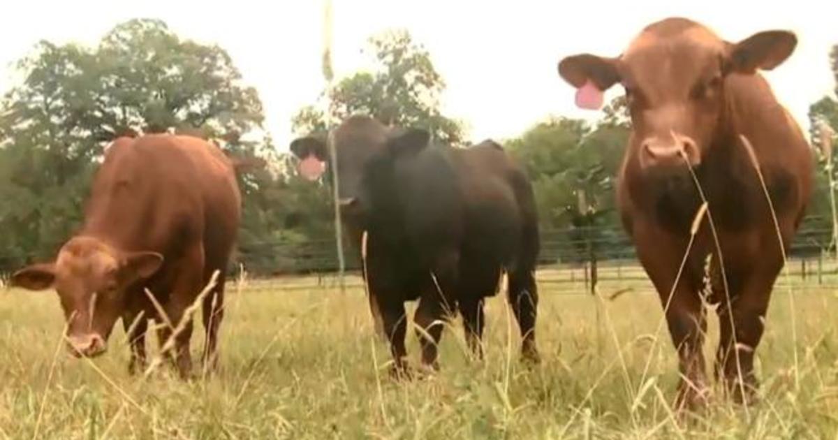 Meat industry called source of most new COVID-19
hotspots 1