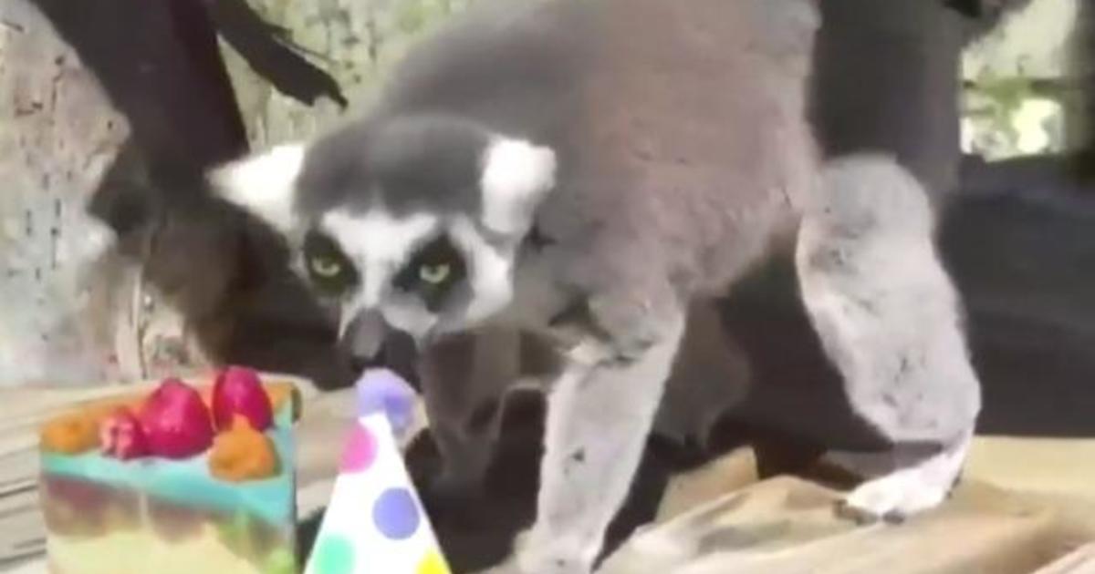 Inside look at how zoos care for animals during coronavirus pandemic 1