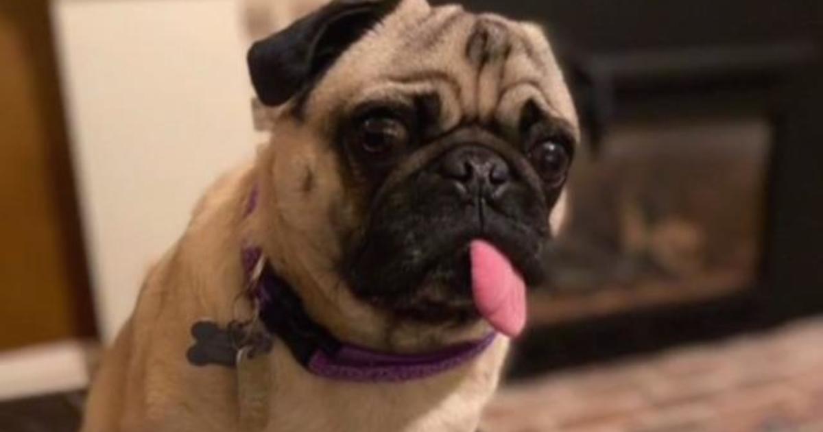 North Carolina pug becomes first dog in U.S. to test
positive for coronavirus 1