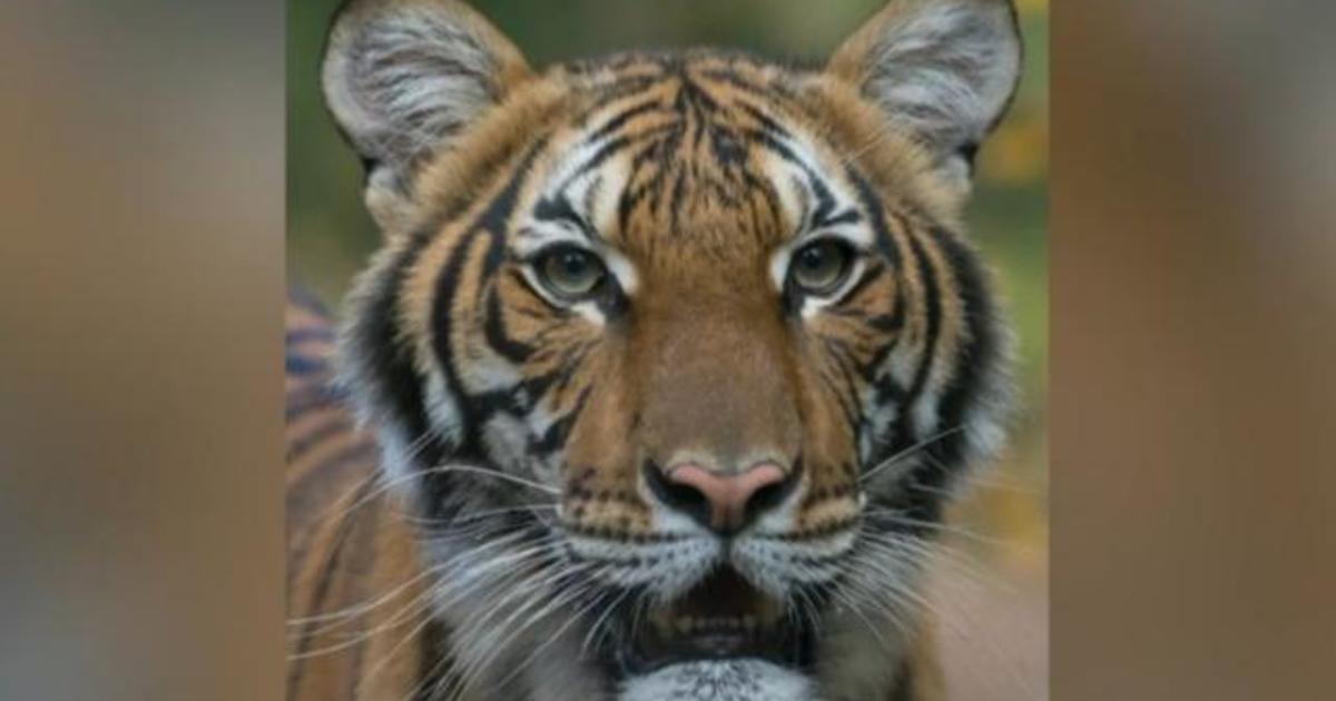 Tiger tests positive for COVID-19 at NYC zoo 1