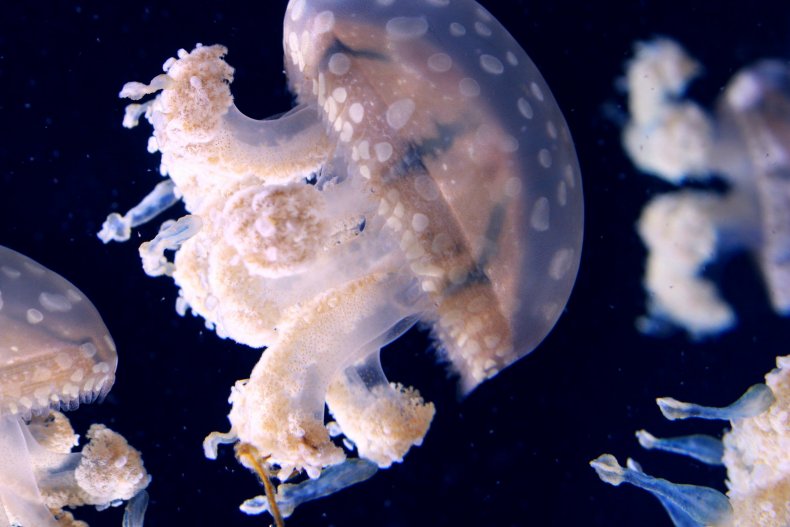Thousands of Pink Jellyfish Seen in the Philippines as Tourists Desert Beaches Amid Coronavirus Crisis 1