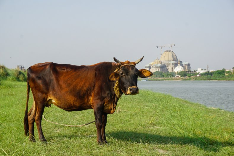 Coronavirus Quack Cures Like Cow Urine, Fasting and Cognac
Are Being Promoted by Authority Figures Around the World 1