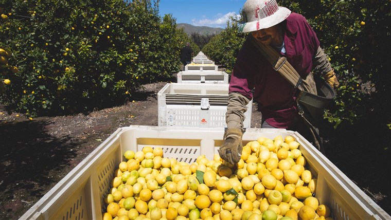 Farmworkers to receive Hispanic Heritage Award for their
'heroic' service amid coronavirus 1
