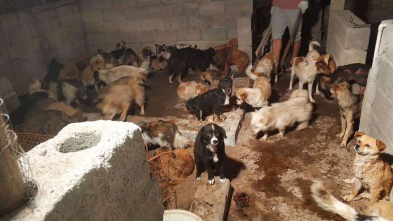 Chinese City Bans Eating Cats and Dogs After Coronavirus Linked to Wildlife Meat 1