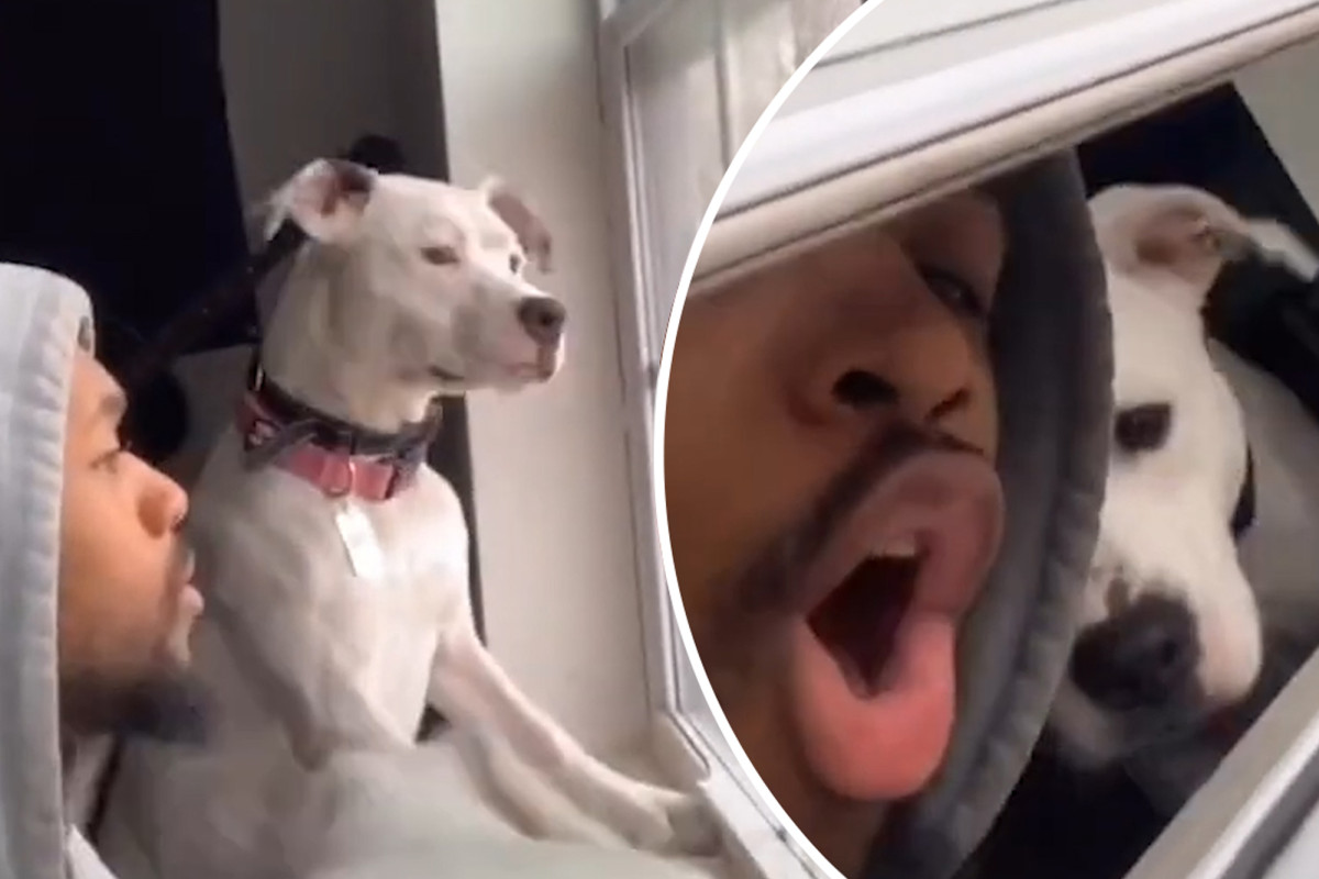 Quarantine dog video shows man hilariously adopting his dogs’ routine 1