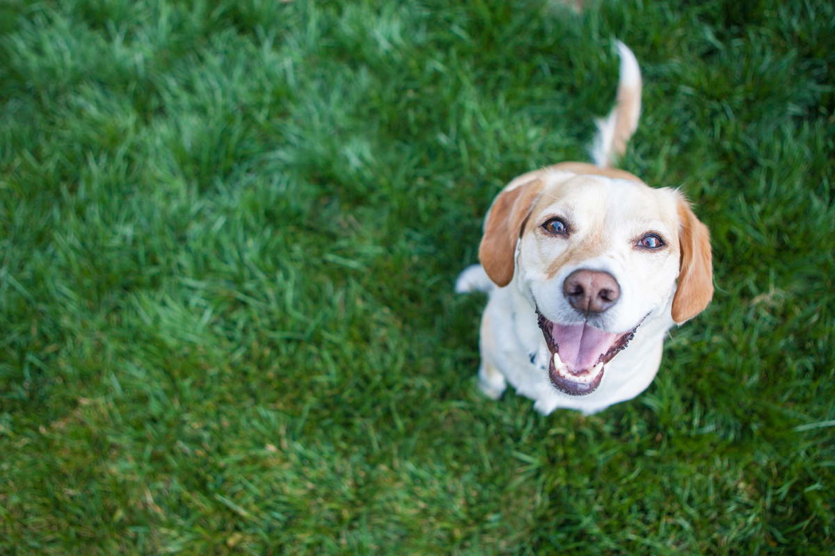 Dogs might be able to sniff out the coronavirus 1