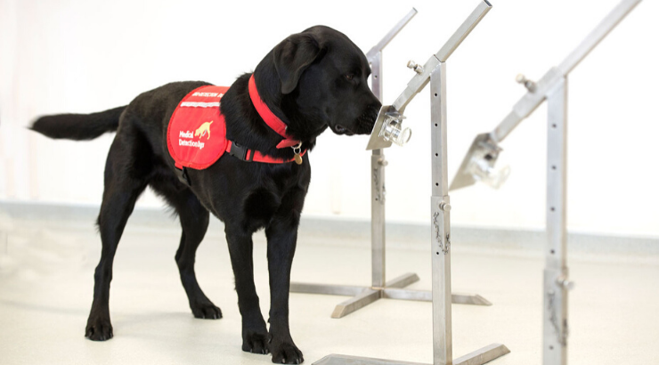 Mankind's Best Friend: Dogs Being Trained To Detect COVID-19
Odors Could Test 750 People Per Hour 1
