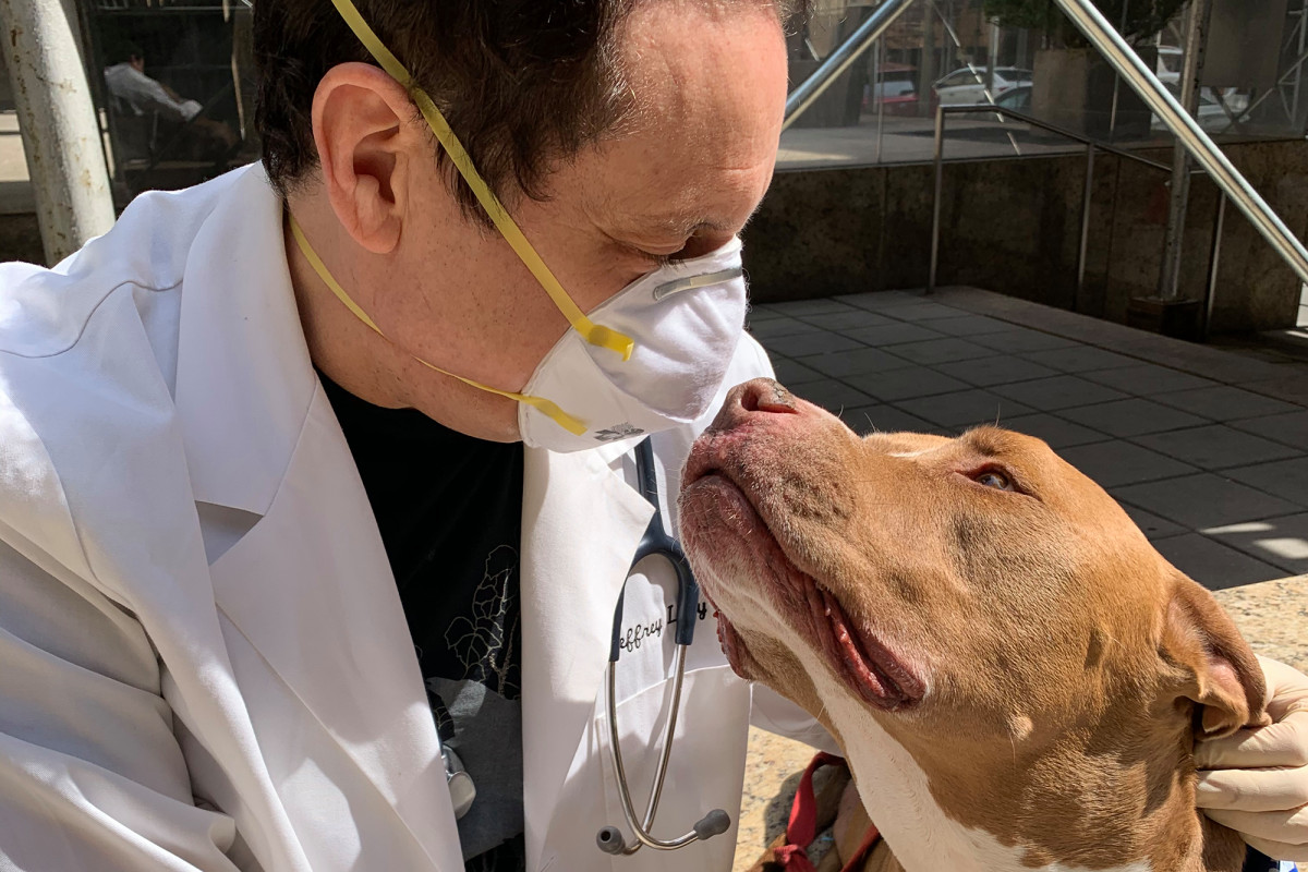Coronavirus Tales: NYC vet does sidewalk acupuncture for animals in pain 1