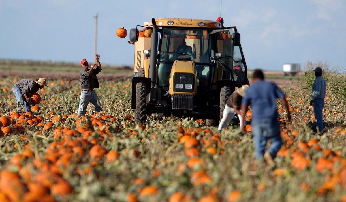 Feds grant reprieve to migrant farm workers to remain in
U.S. during coronavirus 1