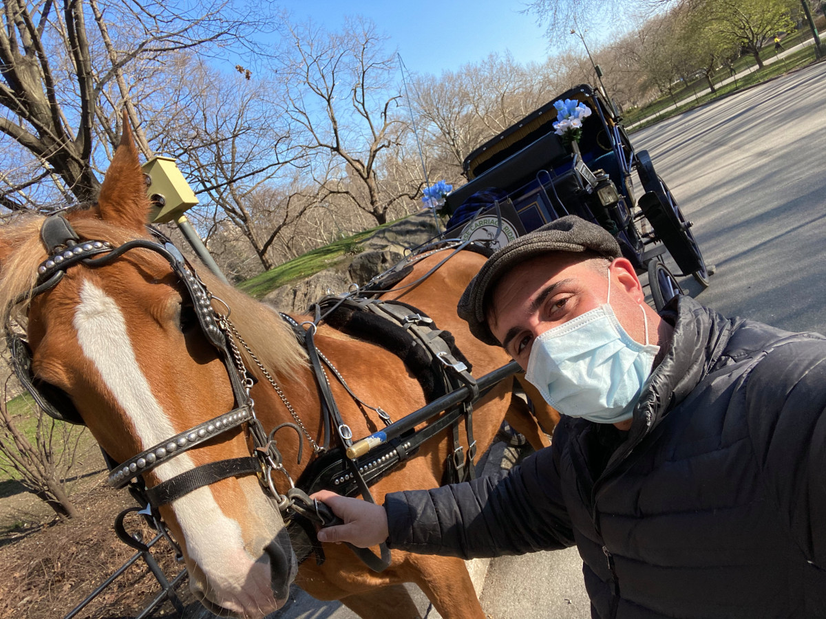 Central Park carriage horses riding out coronavirus in Amish Country 1