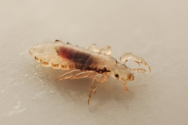 What Is Ivermectin? Head Lice Drug Appears to Stop Coronavirus—Here's What You Need to Know 1