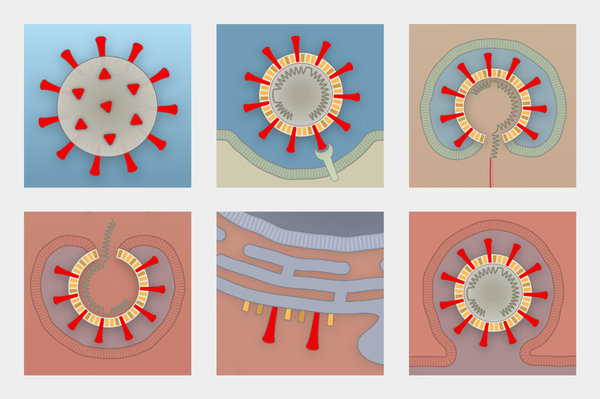 How the Aging Immune System Makes Older People Vulnerable to
Covid-19 1