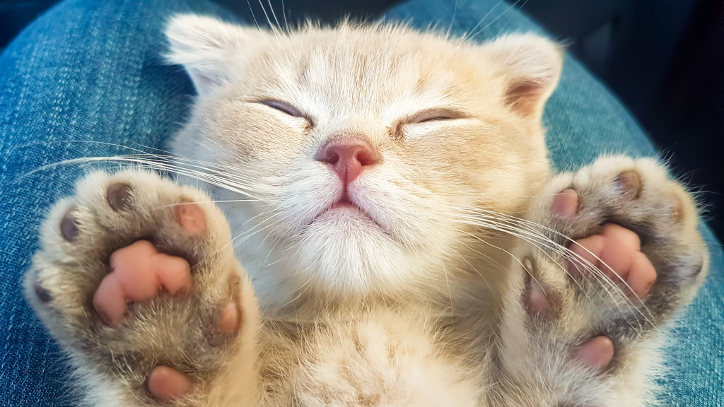 Coronavirus: 17 ways people are staying sane during lockdown 1
