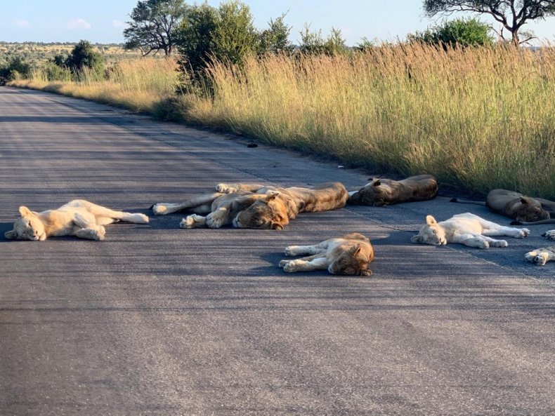 Lions Nap in Middle of the Road While Wild Dogs Play on Golf
Course During South Africa's COVID-19 Lockdown 1