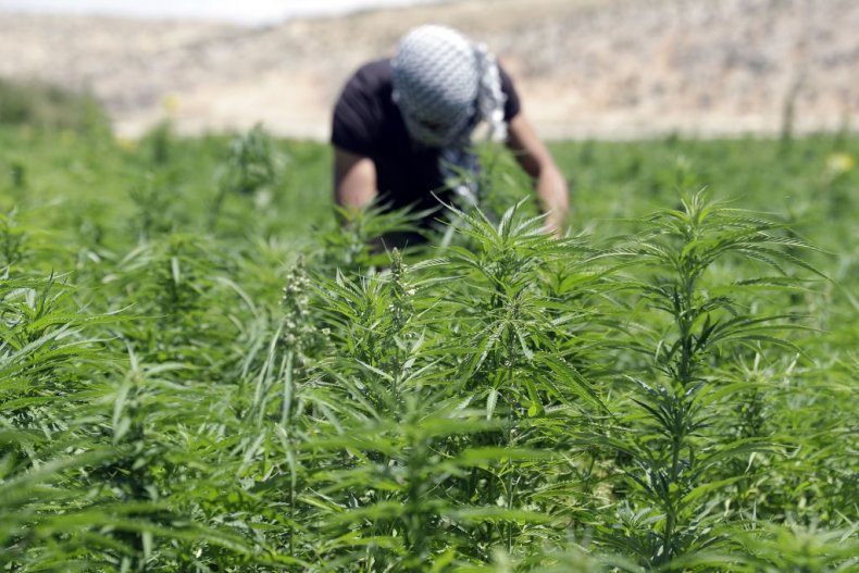 Lebanon Passes Legislation Legalizing Medical Marijuana
Cultivation As Economy Struggles Amid Coronavirus Fallout 1