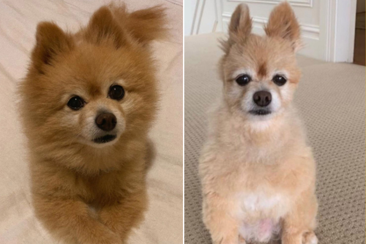 Shear madness: Botched home grooming amid coronavirus turns
dog into ‘mini alpaca’ 1
