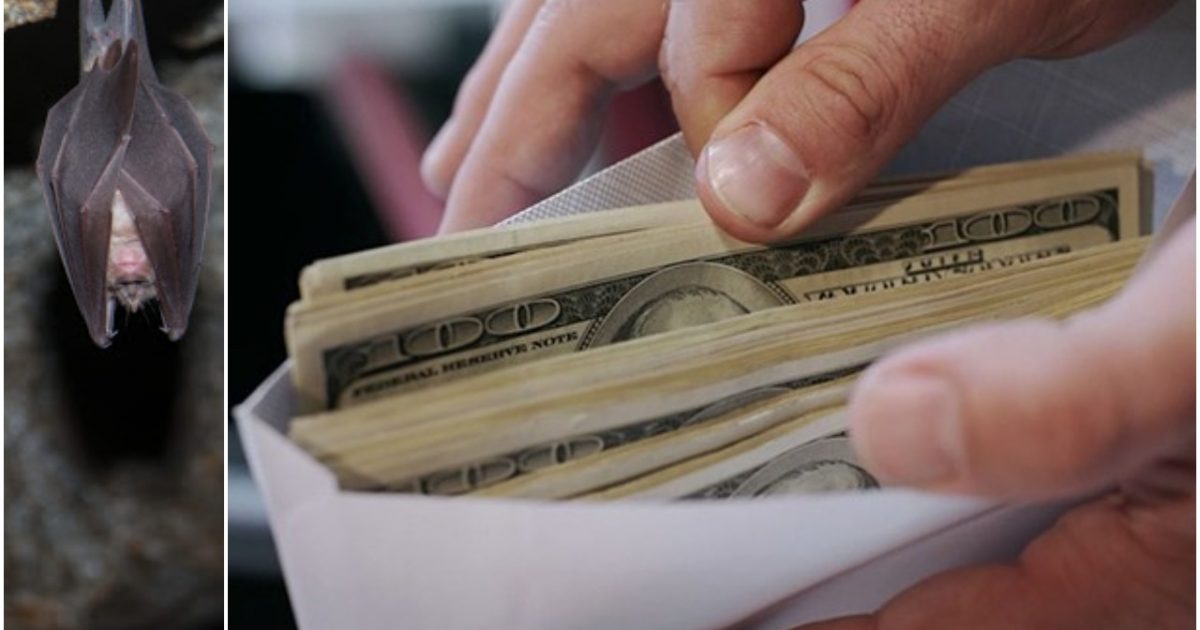 BOMBSHELL: Millions in US Taxpayer Dollars Given to Wuhan
Lab to Study Coronavirus in Bats 1