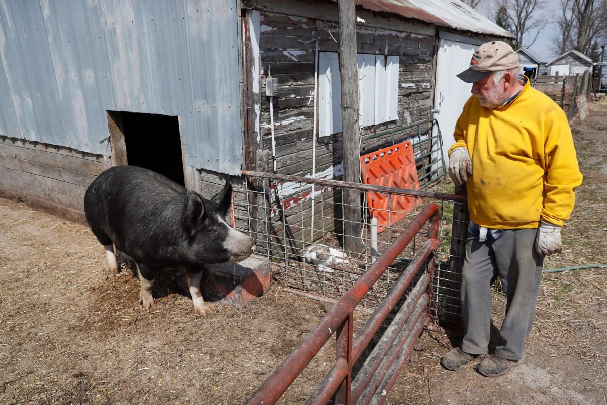 Pork producers could euthanize hogs to offset financial
losses from coronavirus 1