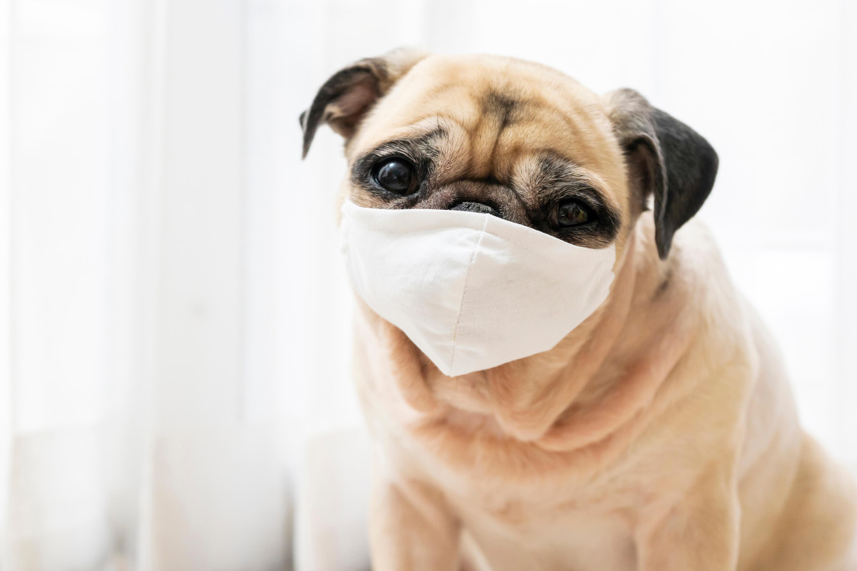 North Carolina pug becomes first US dog to test positive for
coronavirus 1