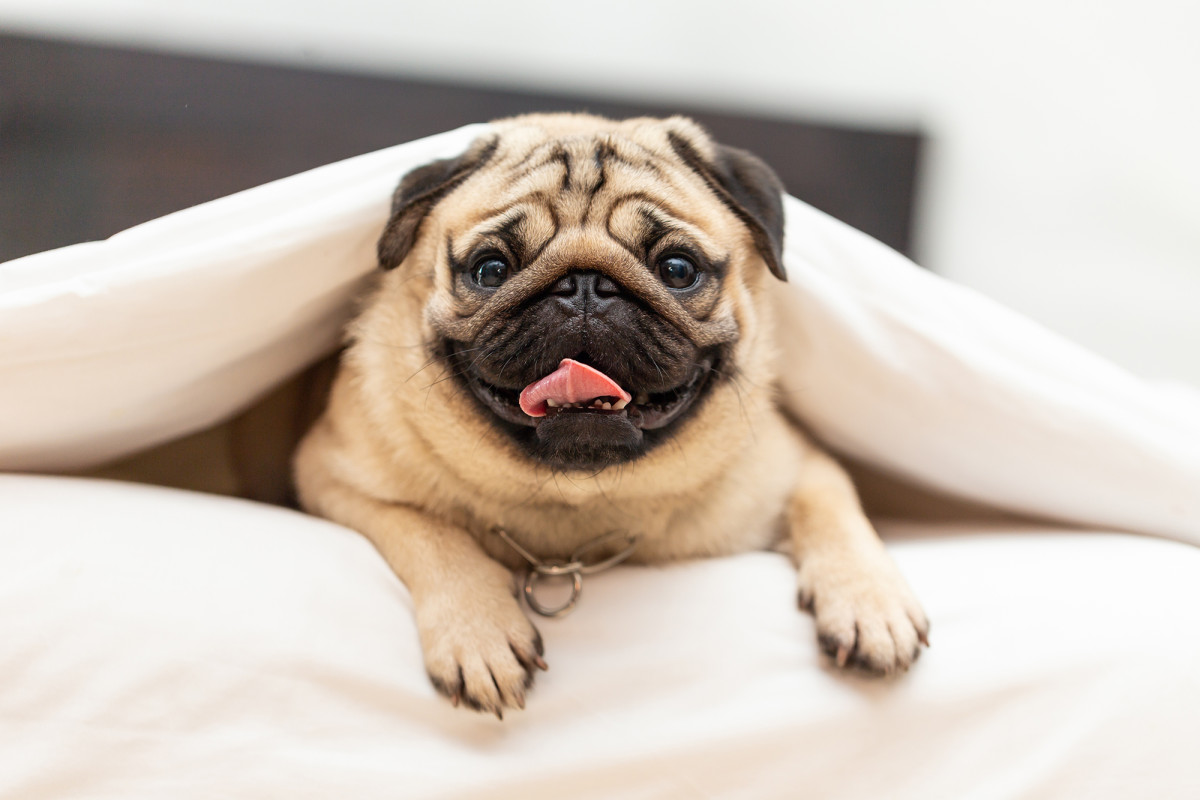 Veterinarian warns pugs could be more susceptible to getting
coronavirus 1 Veterinarian warns pugs could be more susceptible to getting
coronavirus 1