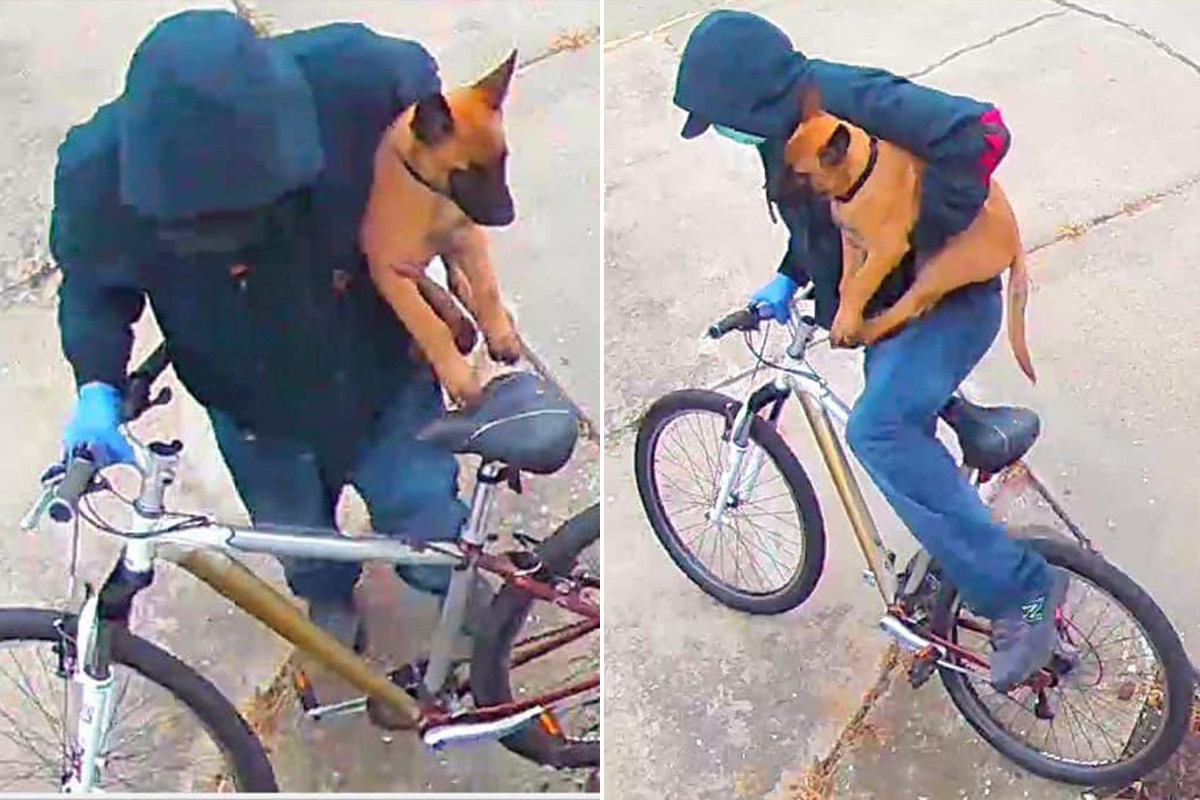 Thief swipes puppy from home of nurse treating coronavirus
patients 1