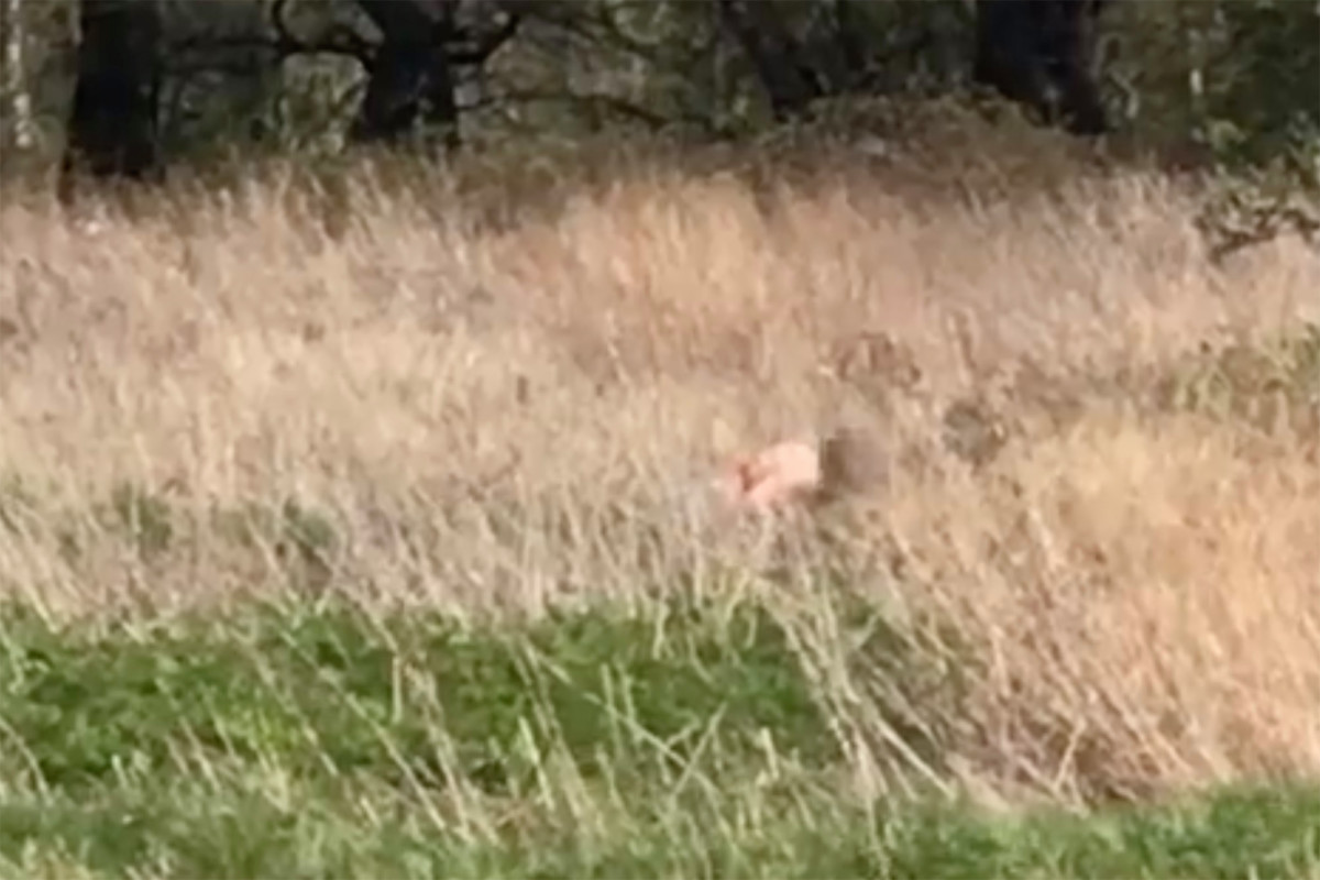 Couple spotted having sex in UK park amid coronavirus lockdown 1