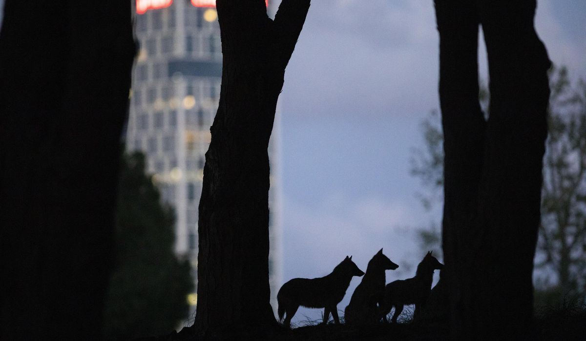 AP PHOTOS: Coronavirus quiet brings out jackals in Tel Aviv 1