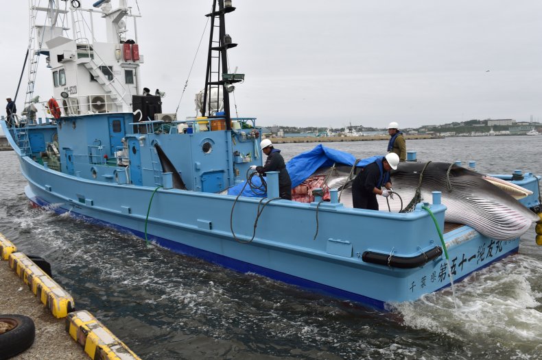 These Countries Consider Whale and Seal Hunting Essential Activities During the Coronavirus Pandemic 1