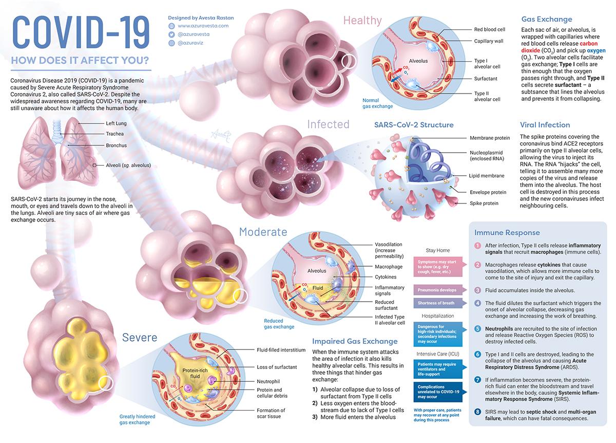 Visualizing What COVID-19 Does To Your Body 1