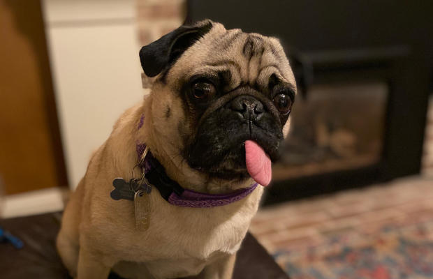Dog is apparently first in U.S. to test positive for the
coronavirus 1