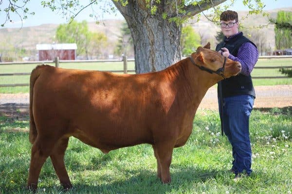 Coronavirus Canceled County Fairs. Now Children Show Their
Cows and Sheep Virtually. 1