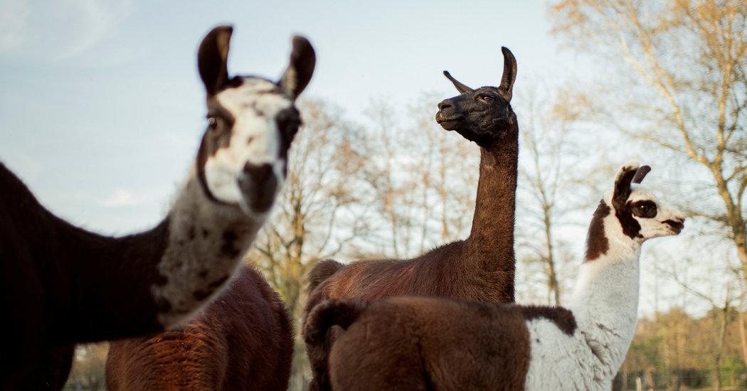 Hoping Llamas Will Become Coronavirus Heroes 1