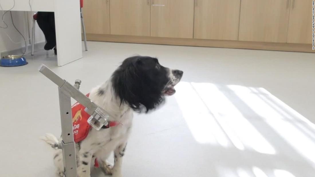 Airport dogs could sniff out coronavirus 1