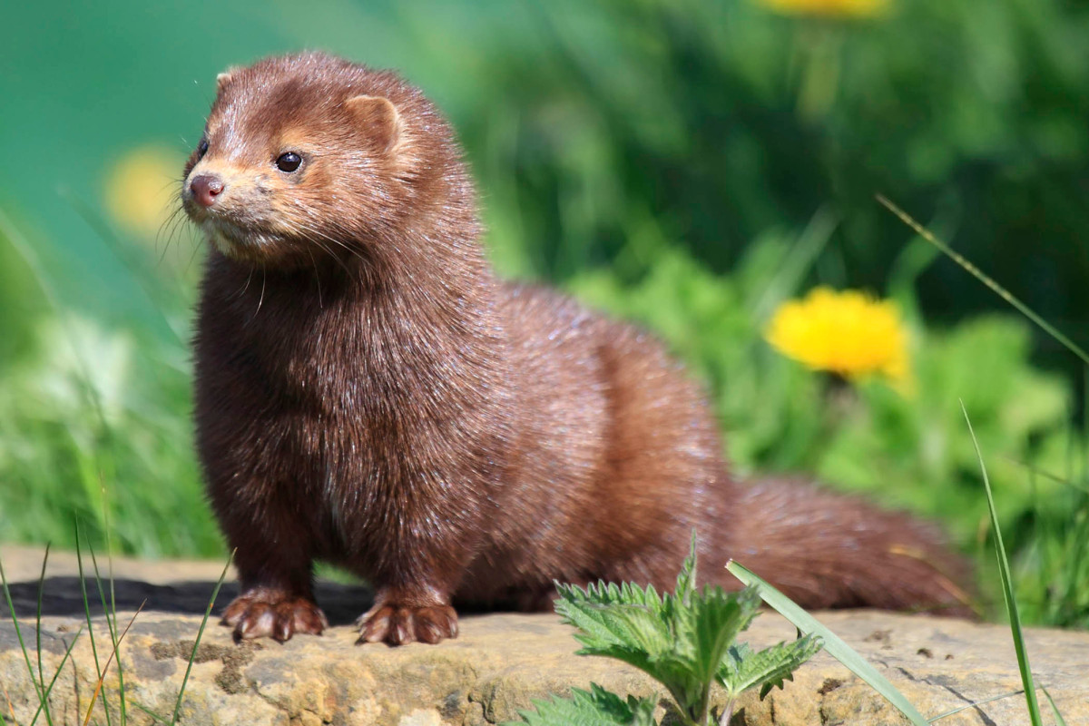 A mink may have infected a human with coronavirus: Dutch
officials 1