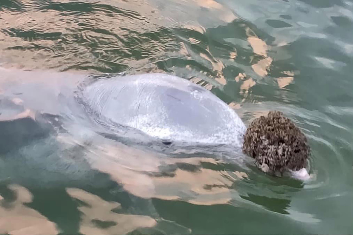 Dolphins are bringing ashore ‘gifts’ while coronavirus keep
humans away 1