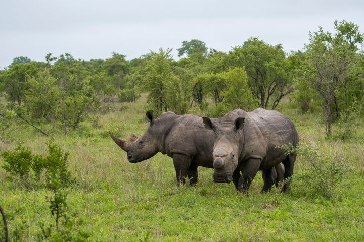 Rhinos Are Also Coronavirus Victims 1