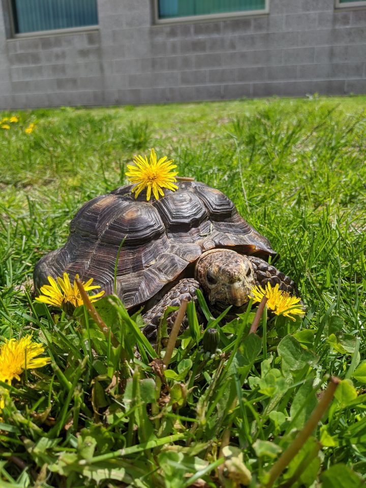 53-Year-Old Tortoise Left Homeless By COVID-19 Has Hundreds
Wanting To Adopt Her 1